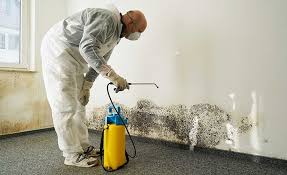 Why You Should Choose Our Mold Remediation Services in Hanover Park, IL